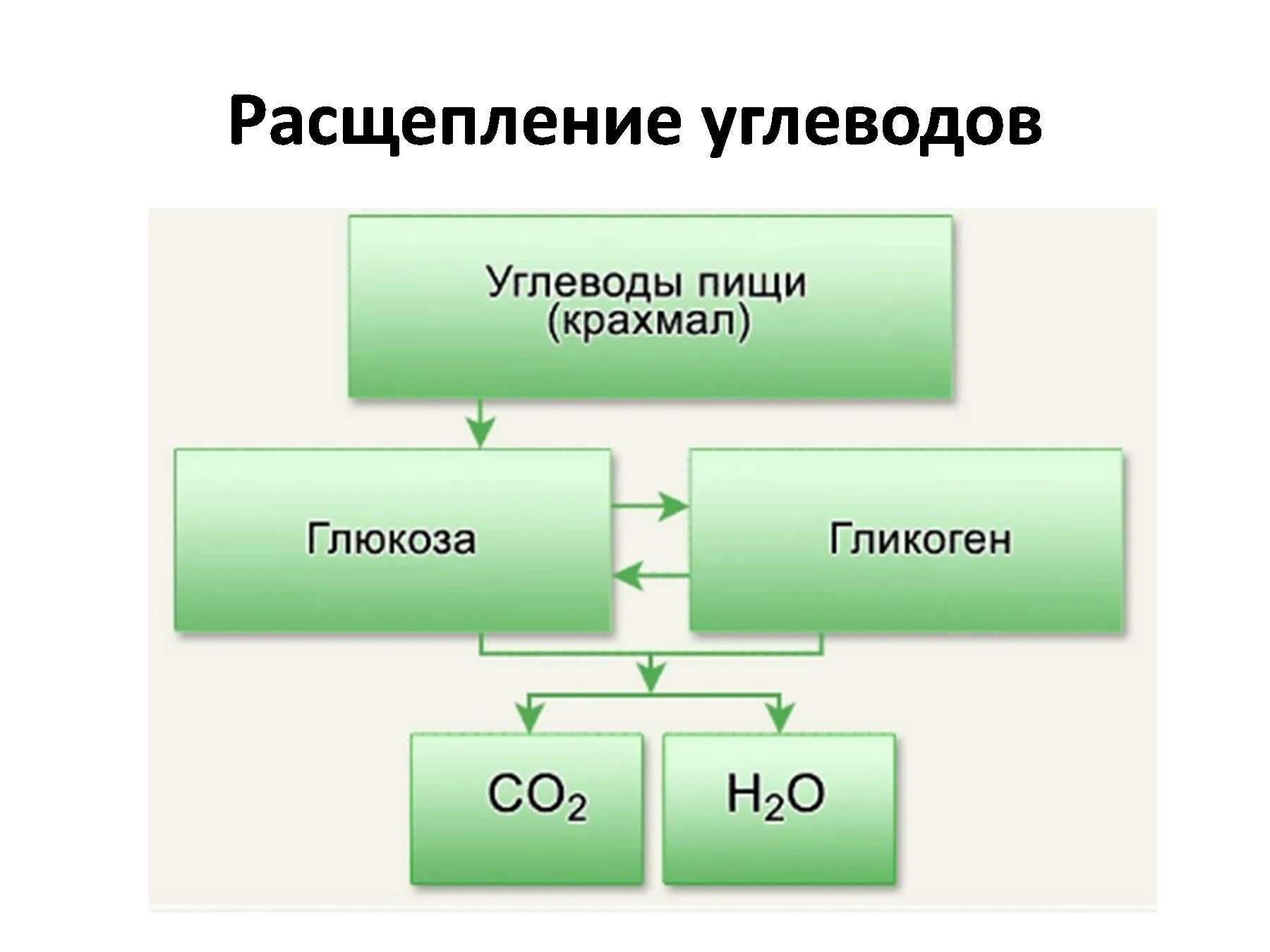 Продукты расщепления углеводов. Схема распада белков жиров и углеводов. Конечные продукты распада углеводов. Схема расщепления углеводов. Конечные продукты белкового