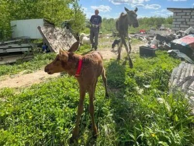 центр реабилитации диких животных феникс калуга. феникс реабилитационный центр диких животных. центр реабилитации животных калуга. еноты в калужской области.