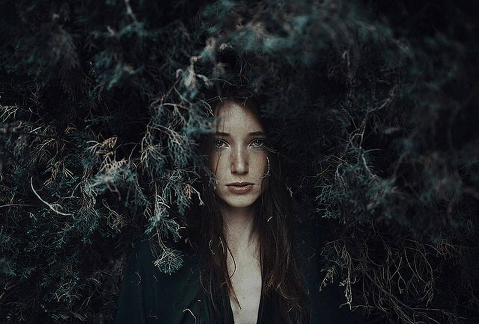 Алессио Альби Alessio Albi. Алессио Альби волки. Фотоработы Алессио Альби. Alessio Albi Photography.