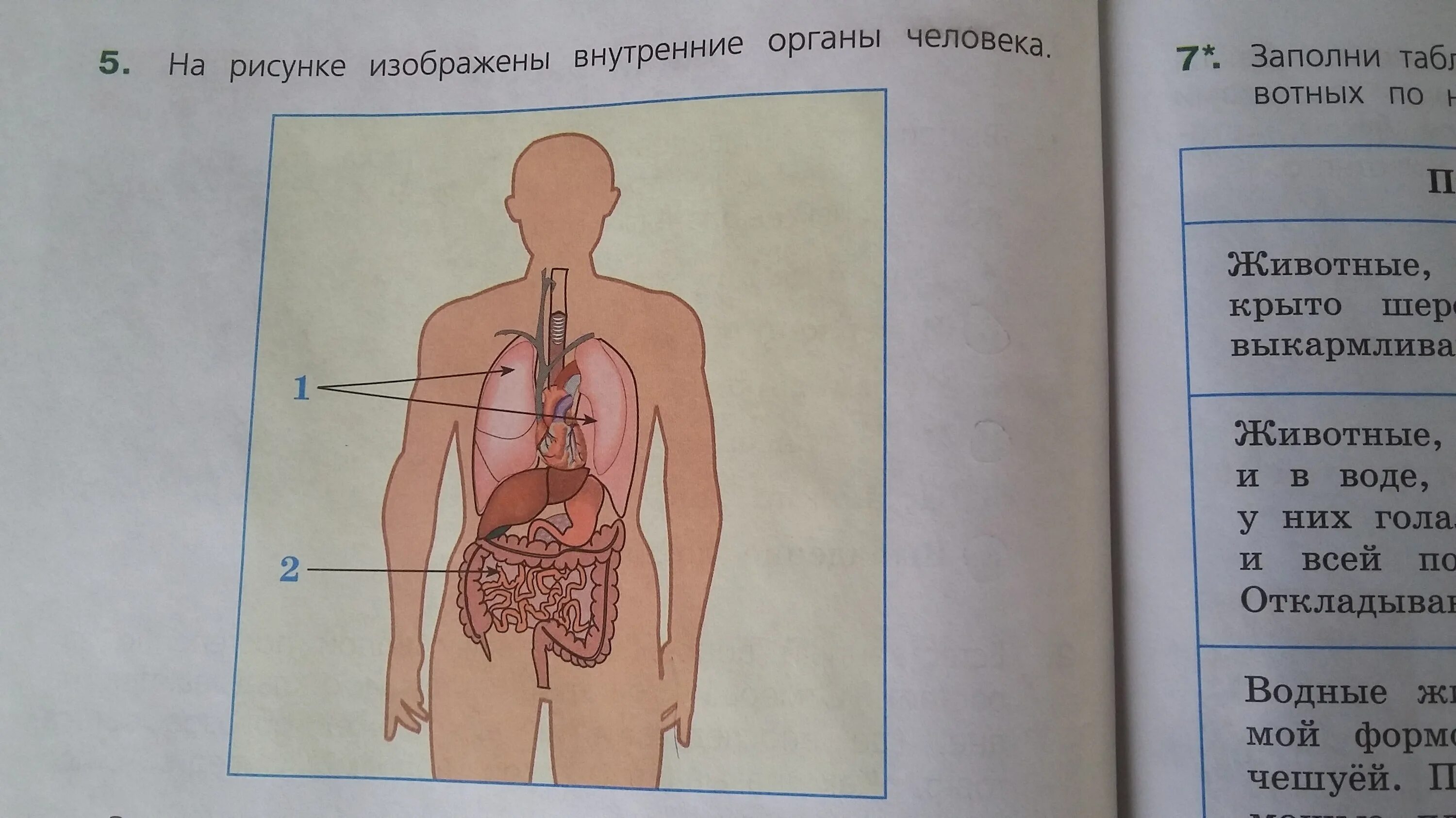 Рассмотри рисунок на котором изображен. Органы человека. Подпиши названия органов. Внутренние органы.