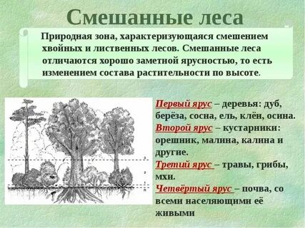 Лесные краткая характеристика