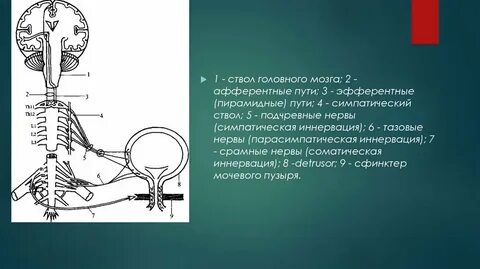 Мочевой пузырь какая нервная система