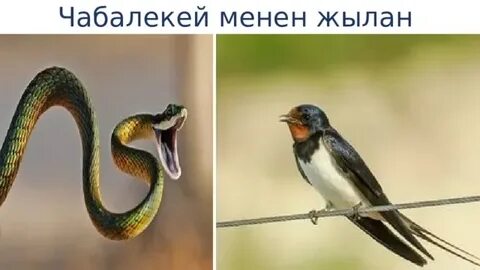 Мүше киски секс