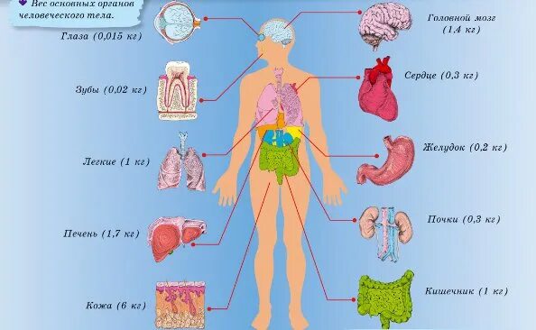 Самый дорогой орган человека. Вес внутренних органов человека. Вес человеческих органов. Сколько весят органы человека. Вес органов человека таблица.