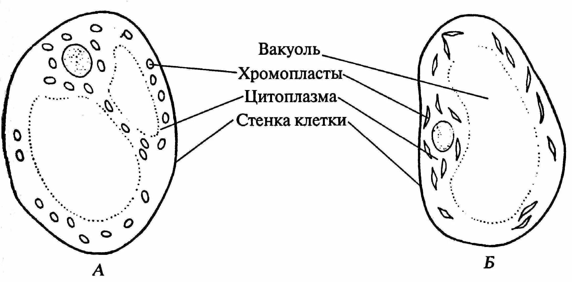 Клетка томата рисунок. Строение клетки мякоти томата. клетки мякоти плода томата. строение клеток мякоти плодов рябины. строение клетки мякоти рябины.