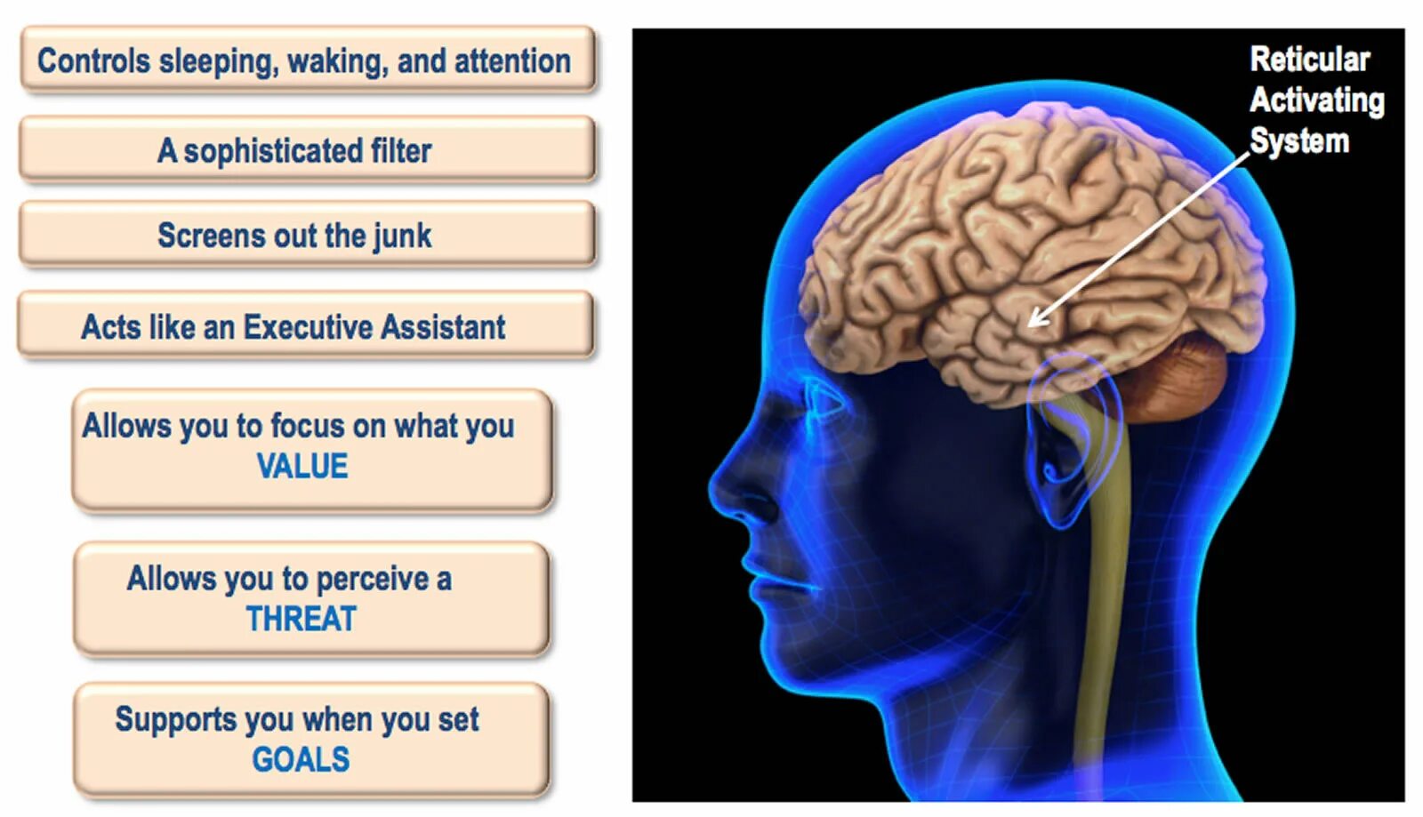 Activate system. Reticular activating System. Система рас в мозге. Reticular. Ретикулярная формация головного мозга и сон..