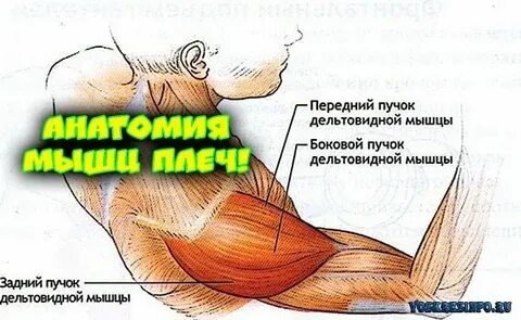 Передний пучок