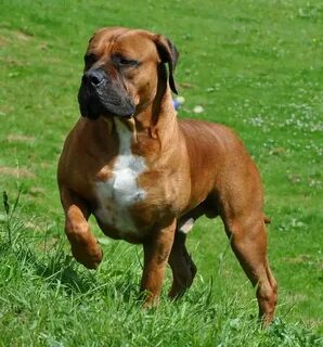 Large breeds
