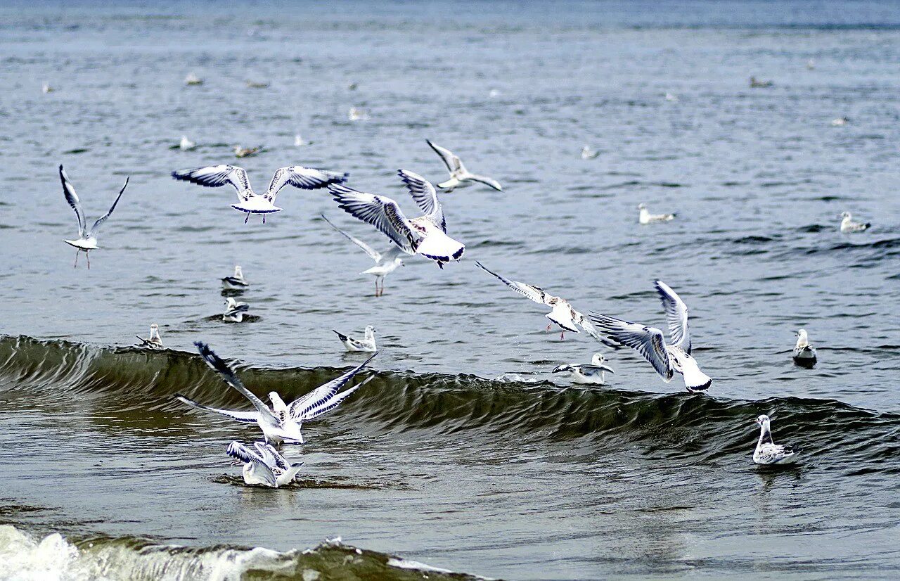 Чайки на балтийском море. Баклан птица балтийское море. Чайки на балтийском море. Чайки на балтийском море. Балтийская чайка баклан.