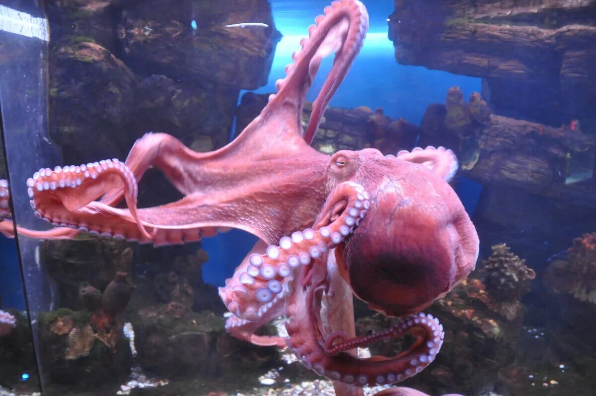 Розовые осьминоги. Осьминог Дофлейна гигантский. Осьминог розовый. Осьминог фото. Осьминог в Московском океанариуме.