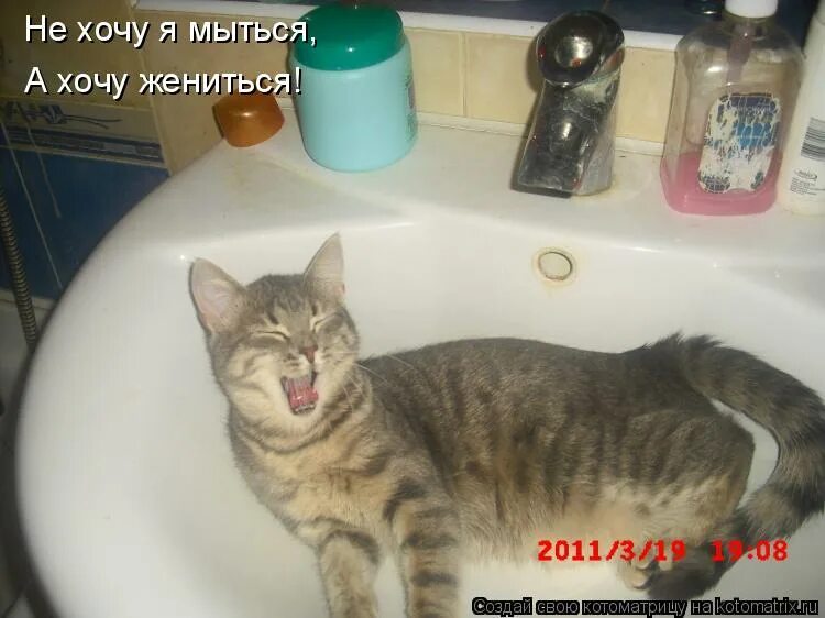 не буду мыться. хочется искупаться. не хочу мыться. не хочу мыться. кот в ванне.