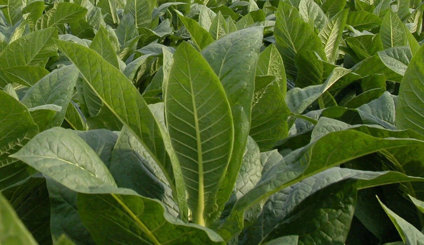Табак махорка (Nicotiana Rustica l.). Табак Самсун 85. Растение Nicotiana tabacum. Табак Гавана растение.