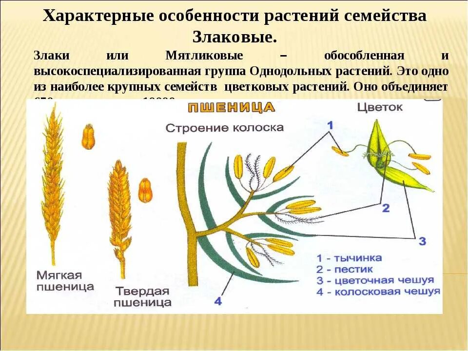 Органы злаковых