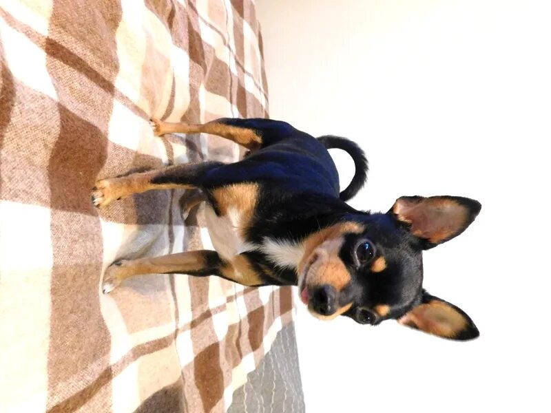 той терьер минусы породы. той терьер щенок. той терьер минусы породы. той терьер. карликовый пинчер описание характер.