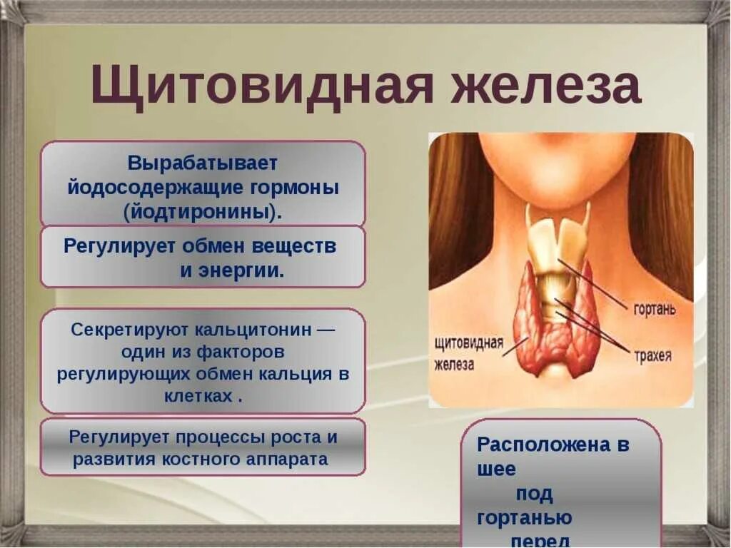 Какие симптомы заболевания щитовидной. Щитовидная железа щитовидная железа. Shitovidnoe Jeleza. Железы щитовидной железы.