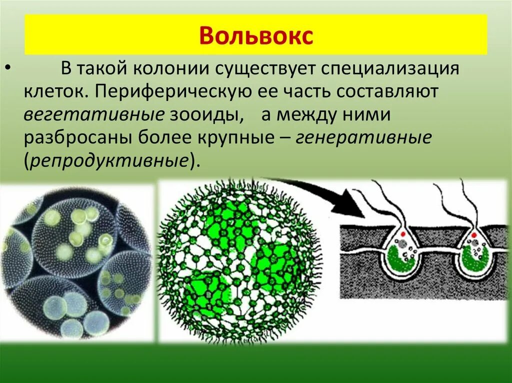 Является колониальной водорослью. Колония водорослей вольвокс. Вольвокс и клетки вольвокса. Клетки вольвокса водоросль. Генеративные клетки вольвокса.