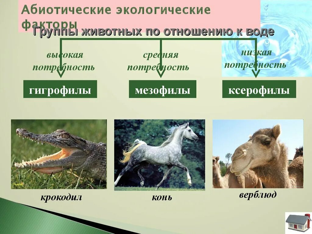 Классификация экологии факторов абиотические. Экологической группы жи. Экологические группы животных по отношению к воде. Группы животных по отношению к свету.