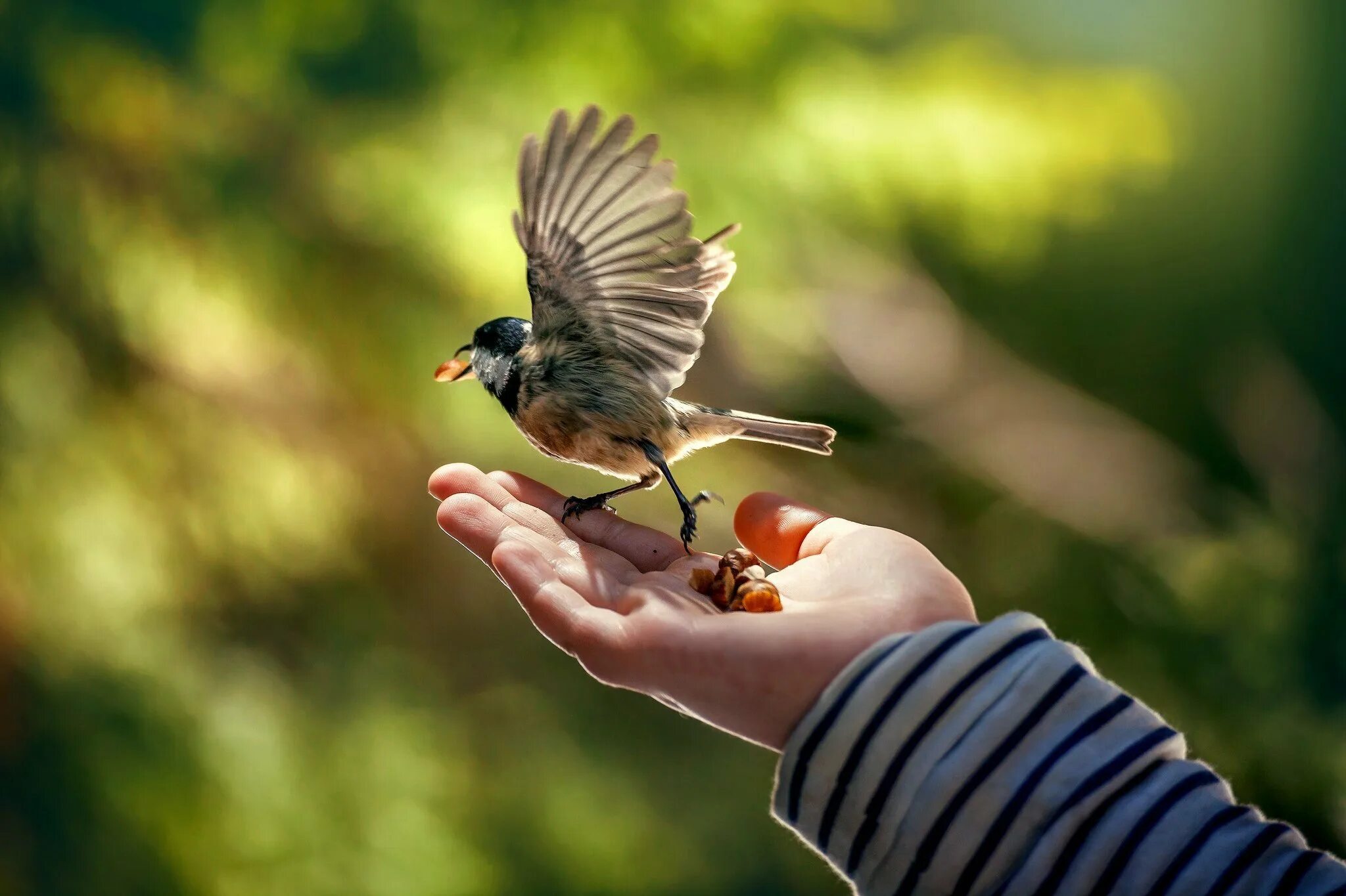 Bird in hand