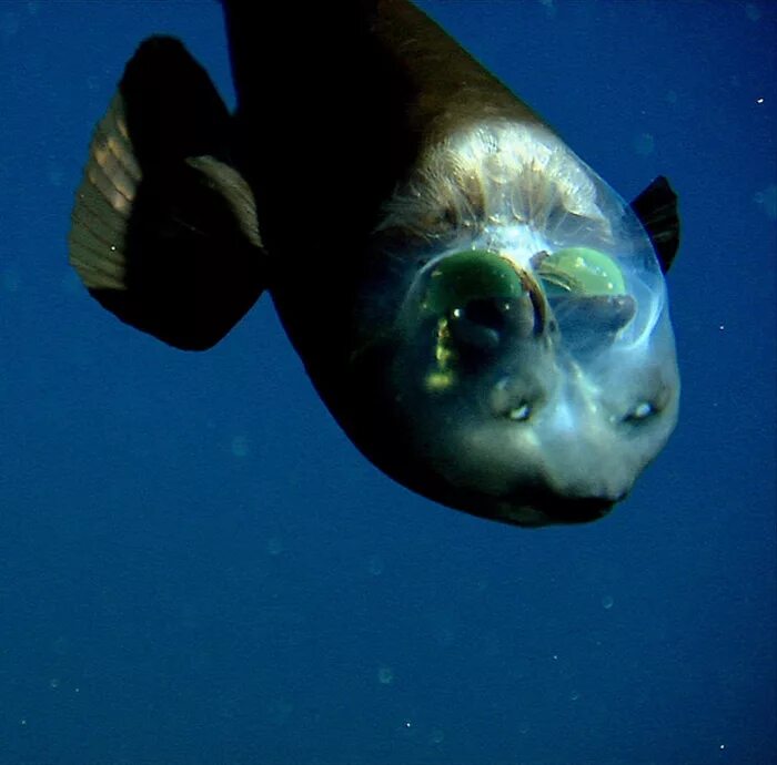 Глубоководные обитатели океана. Рыба малоротая макропинна. Barreleye Fish рыба. Макропинна бочкоглаз. Малоротая макропинна или бочкоглаз.