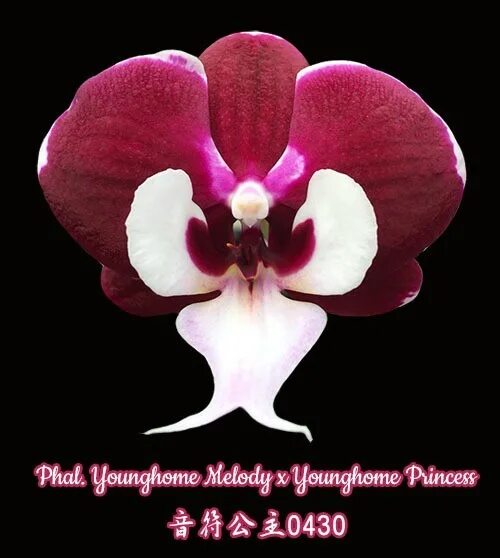 Melodie x gus. Фаленопсис younghome Princess. Орхидея Phal. Younghome Princess. Фаленопсис Phalaenopsis younghome Princess. Фаленопсис Phal. Younghome Princess.