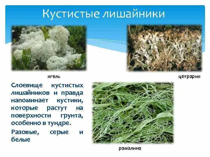 Кустистые лишайники ягель. Красители из лишайников. Кормовые лишайники. Лишайники многообразие. Лишайники это группа симбиотических организмов.