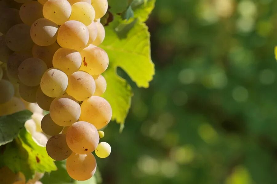 виноград мускат аксайский. сорт винограда мускат красный. сорт винограда мускат новошахтинский. "виноград столовый бригадир". виноград сорт мускат видео.