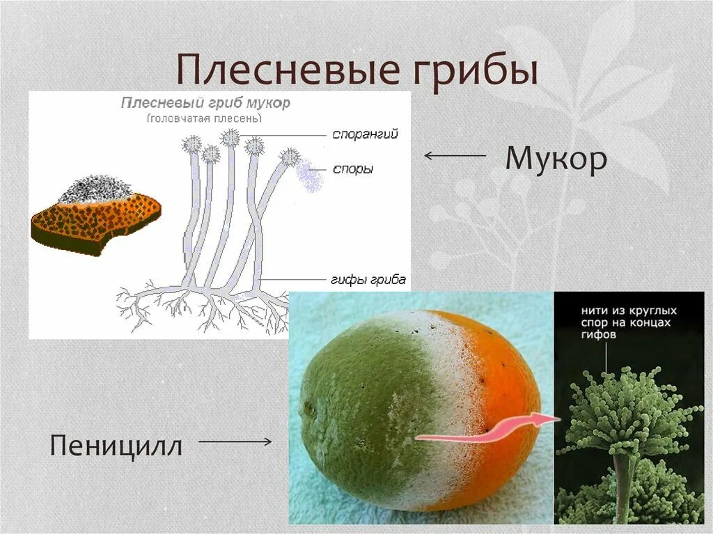 Названия плесени