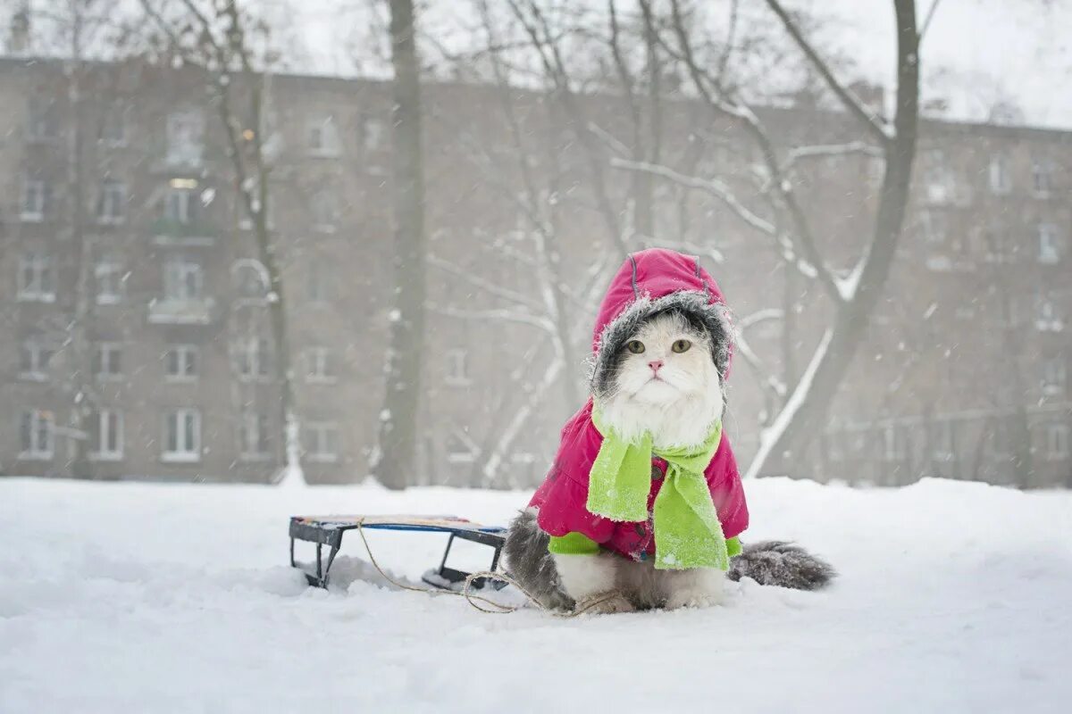 Приколы зимой. Позитивное зимнего. Забавный снеговик. Веселая зима. Зима смешно.