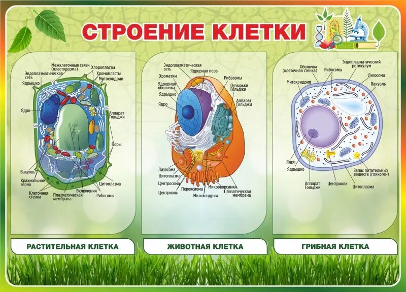 Строение клетки. Строение клетки стенд. Стенды по биологии. Стенды для кабинета биологии.