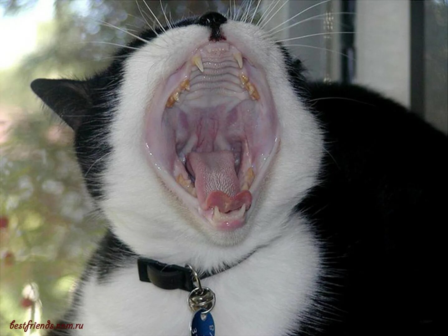 Кот зевает. Кот широко зевнул. Желтая пасть