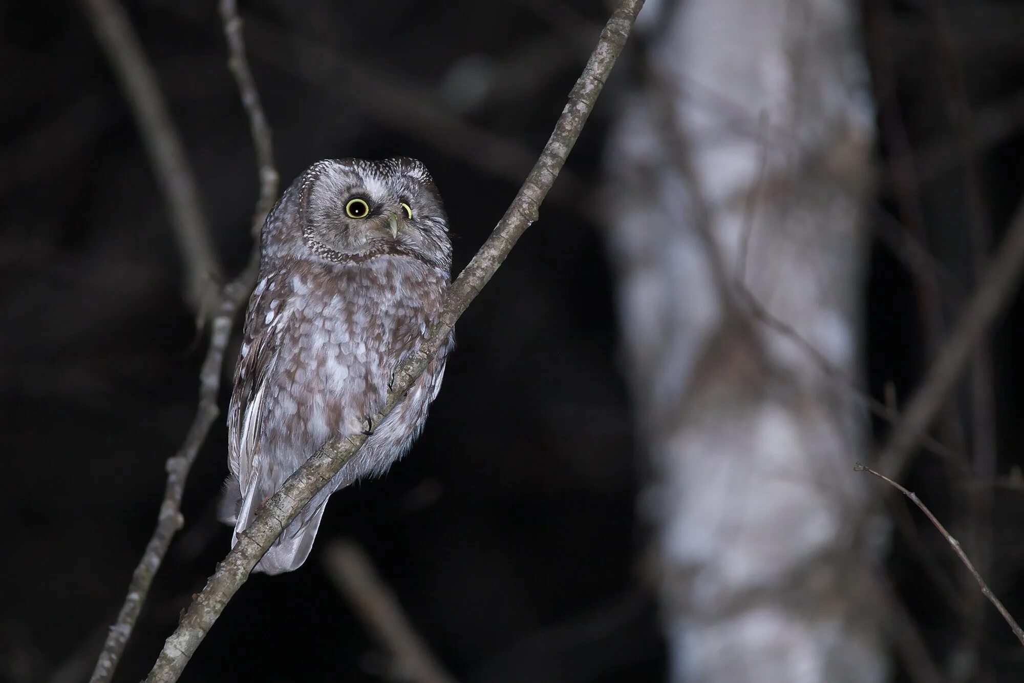 мохноногий сыч. домовый сыч. Aegolius funereus. ночной сыч. браминский сыч.