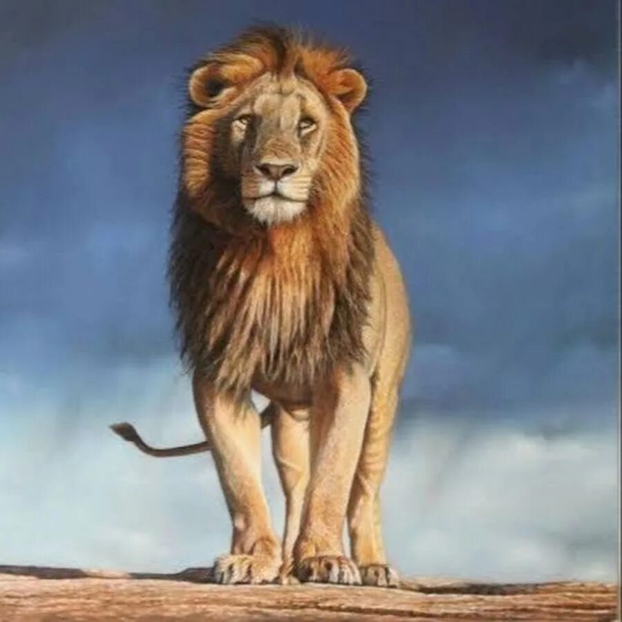 Мартин гаррикс животные. Клип где люди в масках животных. Африканский лев. Мартин гаррикс энималс. Толстовка мартин гаррикс энималс.