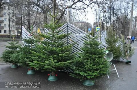 Базар елок в москве