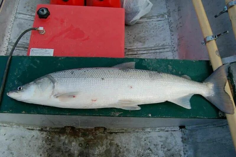 Белорыбица что. Белорыбица нельма. нельма (stenodus leucichthys). нельма stenodus leucichthys nelma. нельма якутия.