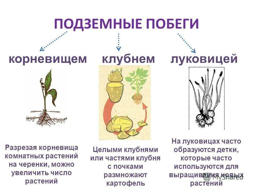 Корневище является видоизменением. Подземные побеги корневище клубень луковица. видоизменённый побег корневище. строение подземных побегов. корневище клубень луковица видоизмененные побеги.