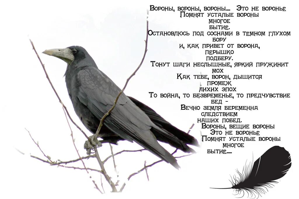 Читать под крылом ворона. Стихотворение про ворону. Стишки про ворону. Ворона. Стихи про ворон.