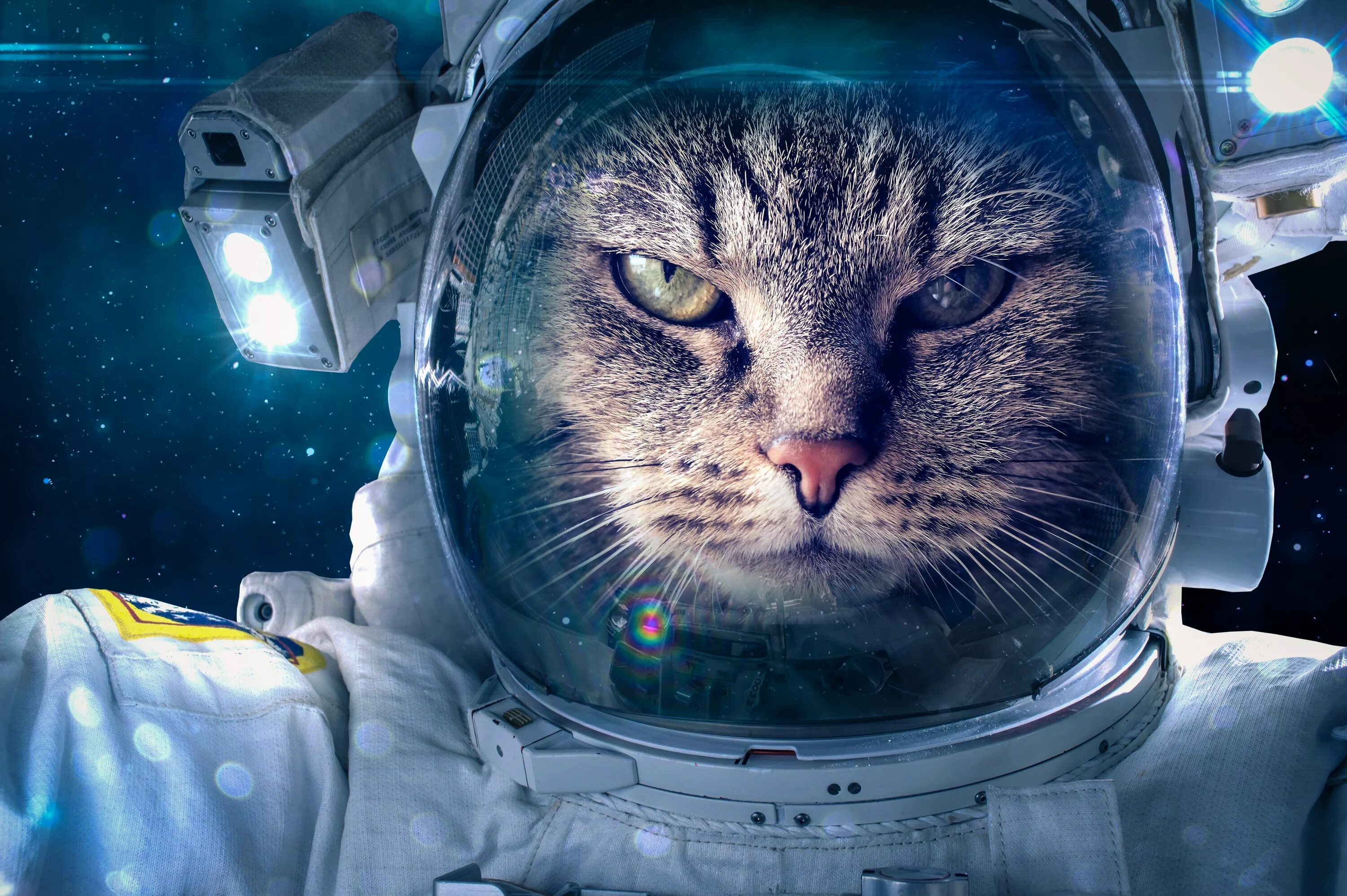 Кошка полетевшая в космос. Кот космонавт. Космический кот. Кот в скафандре. Коты в космосе.