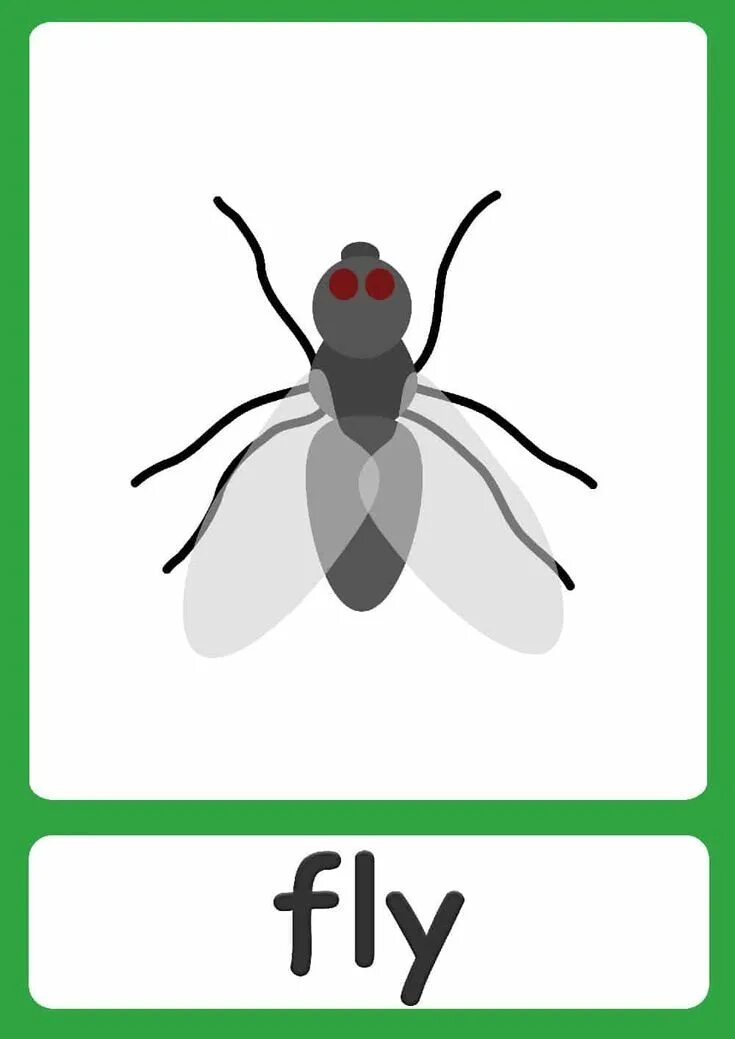 Simple flashcards. Насекомые. карточки. fly flashcards for kids. насекомые на английском для дошкольников. insects flashcards for kids.