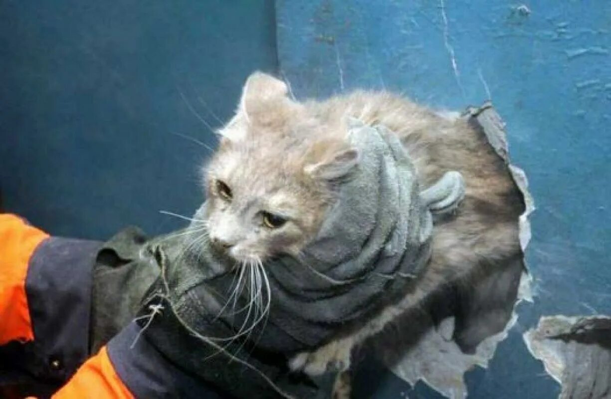 Как достать кошку