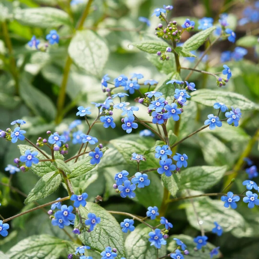 Бруннера крупнолистная (Brunnera macrophylla). Незабудка Бруннера Сибирская. Бруннера Langtrees. Бруннера крупнолистная Jack Frost.