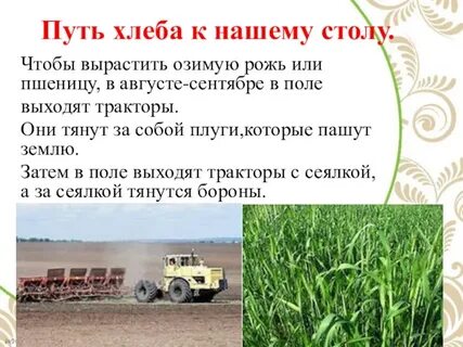 Путь хлеба