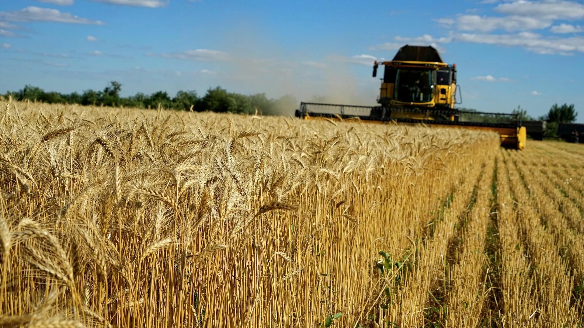 Сельское хозяйство России. Урожай пшеницы. Пшеница фото. Сельское хозяйство РФ пшеница.
