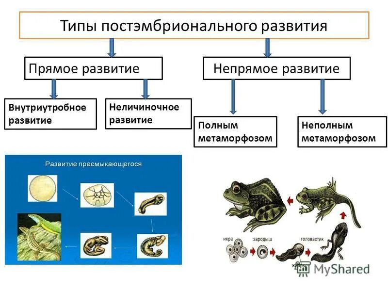Тип постэмбрионального развития группа животных. Типы постэмбрионального развития схема. прямое и непрямое постэмбриональное развитие примеры. постэмбриональный период развития схема. прямой путь постэмбрионального развития характерен для.