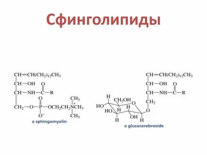 Сфинголипиды