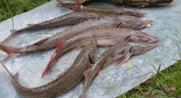 На что ловить стерлядь на иртыше Смотрите видео "Big Fishing. Выпуск № 13. Супер рыбалка на Вятке. День второй."