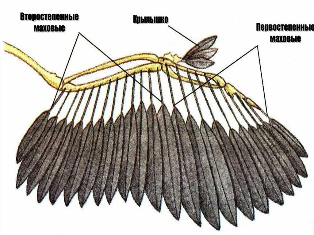Типы крыльев у птиц. Строение крыла птицы 7 класс биология. Маховые Крылья. Крыло птицы строение. Внешнее строение птиц крыло.
