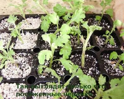 Можно ли укоренить черенок хризантемы