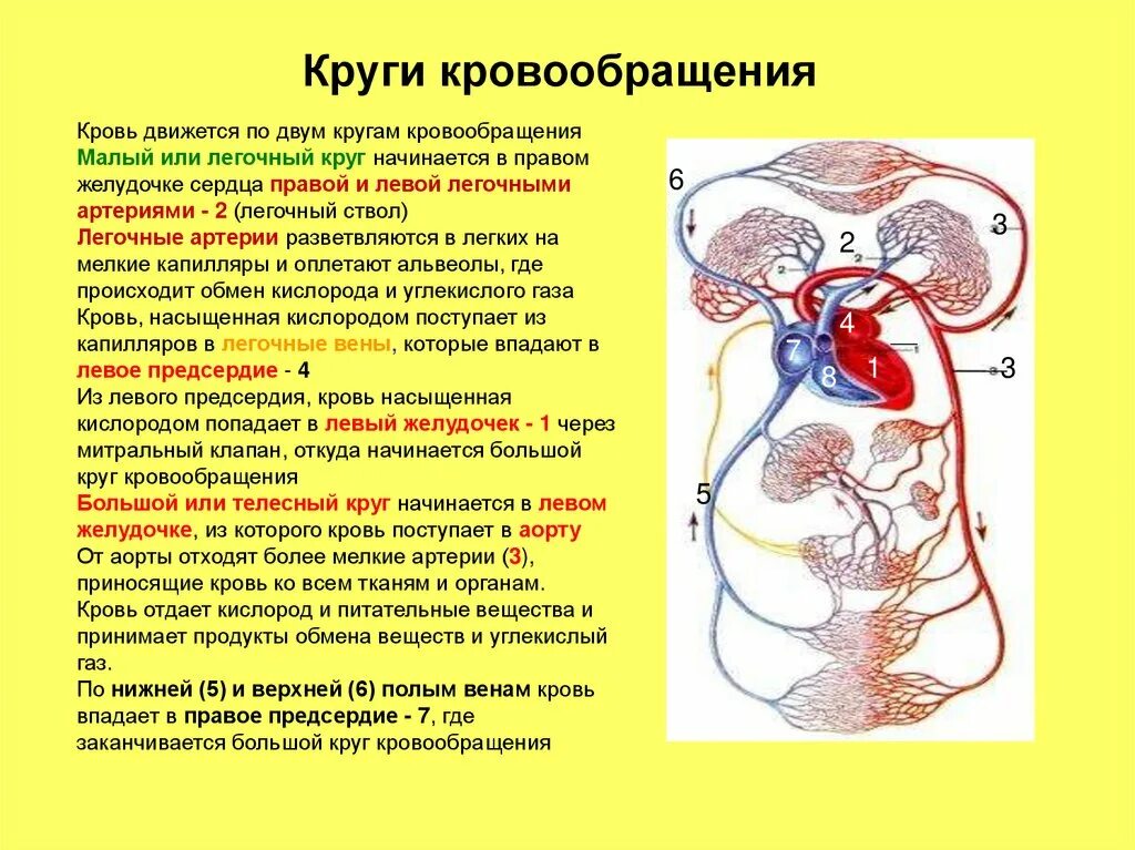 Круги кровообращения гемодинамика. Большой круг кровообращения физиология. Кровеносная система два круга кровообращения. Малый круг и большой круг кровообращения. Большой круг кровообращения и малый круг кровообращения кратко.