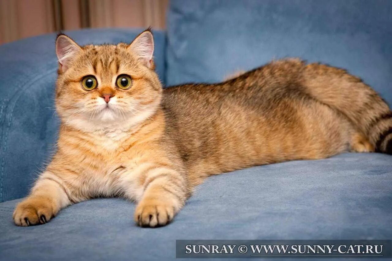 Рыжий золотой кот. Британская короткошёрстная кошка золотая. британский котенок золотой ny 11. черный золотой затушеванный британский короткошерстный кот. британский короткошерстный кот рыжий.