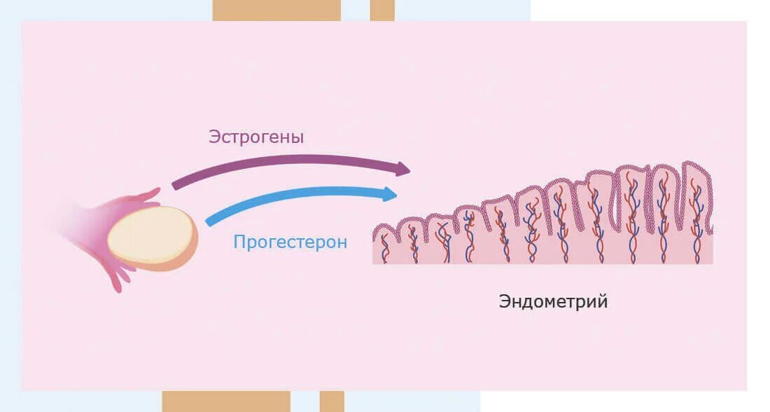 Нарушение эстрогенов. Прогестерон. Женский гормон прогестерон. Прогестерон картинки. Эстроген и прогестерон.